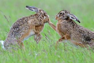 Boxing hares