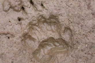 Badger footprint