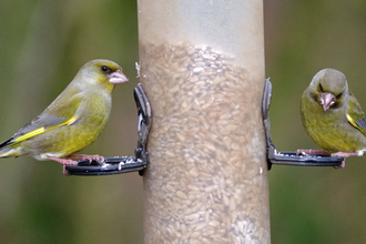 Birds on feeder 