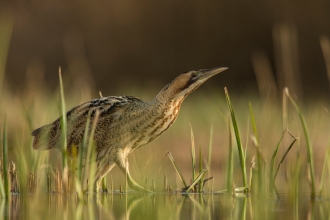 Bittern