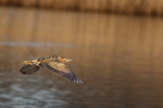 Bittern