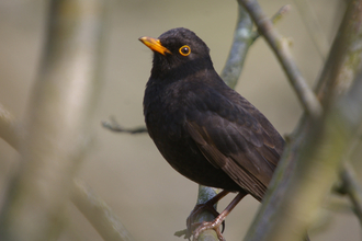 blackbird on tree