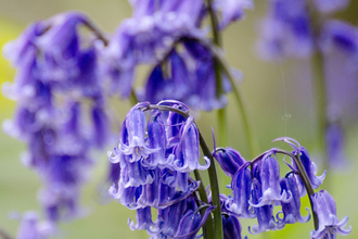 Bluebells