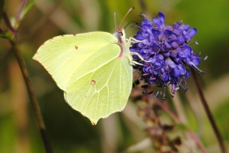 Brimstone butterfly