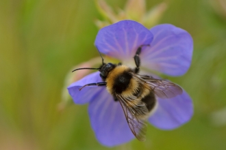 Garden bumblebee (Bombus hortorum)