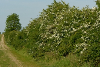 Hawthorn hedge