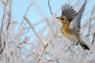 Fieldfare on frosty trees