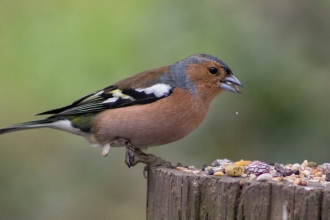 Chaffinch