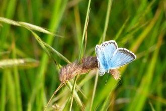 Chalkhill blue butterfly