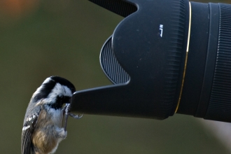 Coal tit on camera