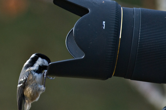 Coal tit on camera