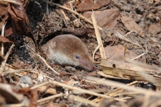 Common Shrew