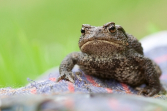 Common toad (Bufo bufo)