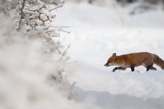 Fox in winter