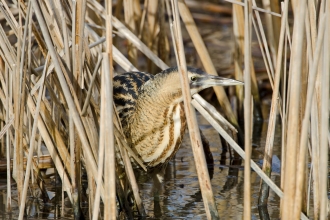 Bittern