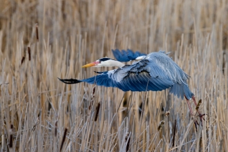 Grey heron