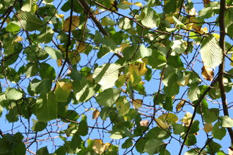 Elm