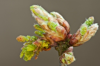 Oak bud