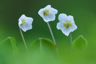 Wood sorrel