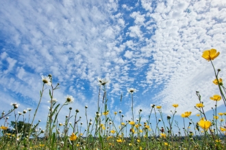Meadow