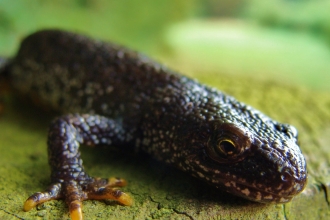 Great crested newt