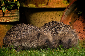 Hedgehogs