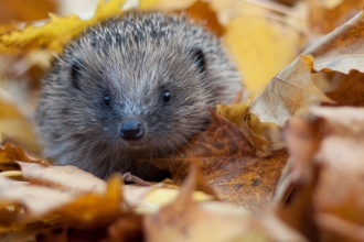 Hedgehog in autumn leaves
