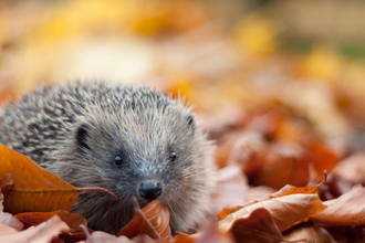 Hedgehog in autumn leaves