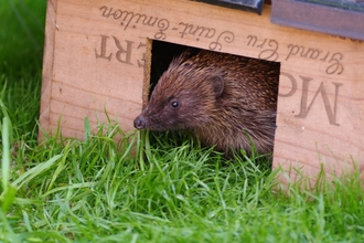 Hedgehog in feeding box