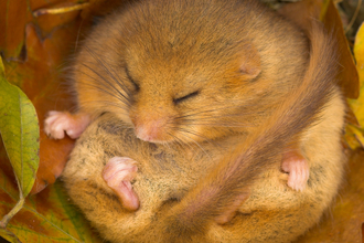 Dormouse hibernating