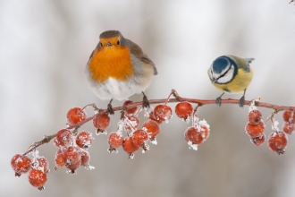 Robin and bluetit in the snow