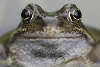 Common frog