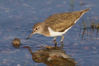 Common sandpiper