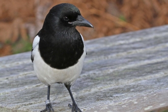 Magpie