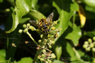 A Batman hoverfly perched on an ivy stalk. It's a yellow hoverfly with black markings, including a marking on the thorax in the shape of the Batman logo