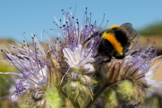 White-tailed bumblebee