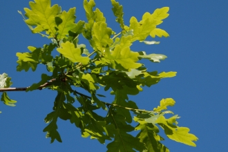 Oak Leaves