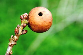 Marble gall