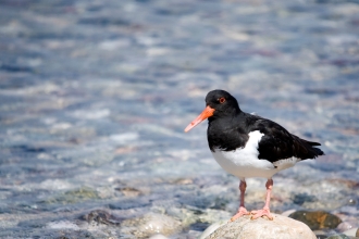 Oystercatcher