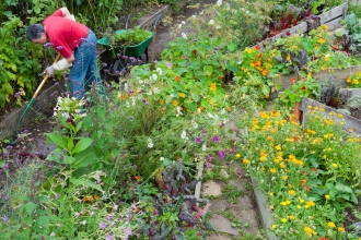 A gardener in a community garden