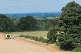 Oat Harvest, Ellingstring