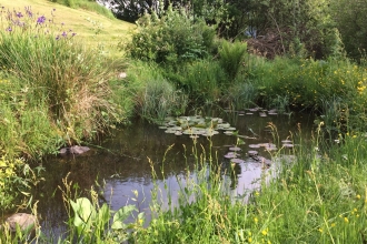 Garden pond