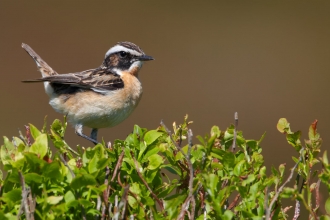 Whinchat