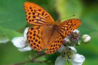 Silver-washed fritillary