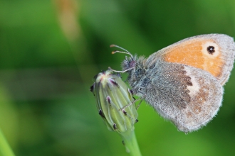 Small heath butterfly