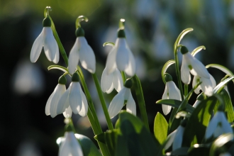 Snowdrops