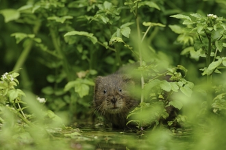 Water Vole (Arvicola amphibius)