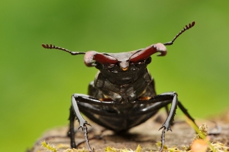 Stag Beetle