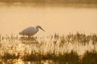 Little egret