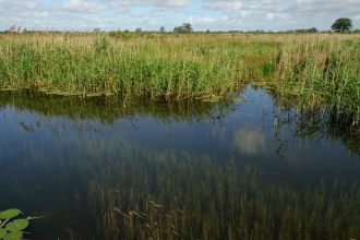 Wicken Fen, Cambridgeshire